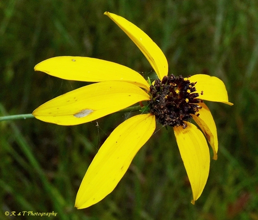 {Rudbeckia mohrii}